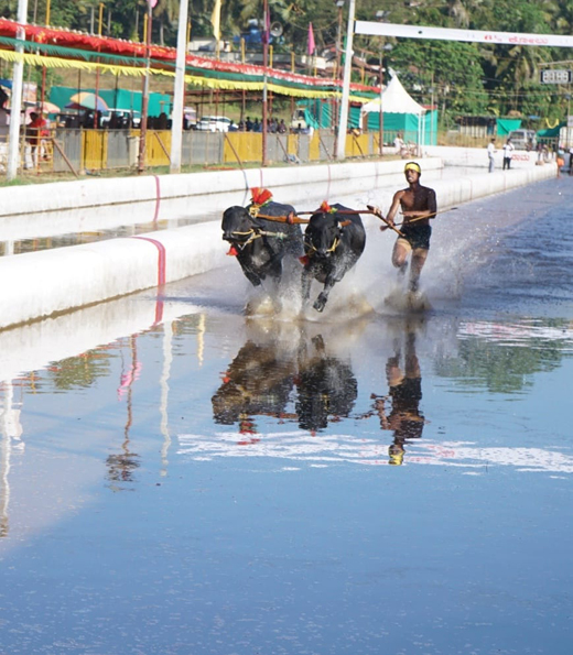 Mangaluru Kambala